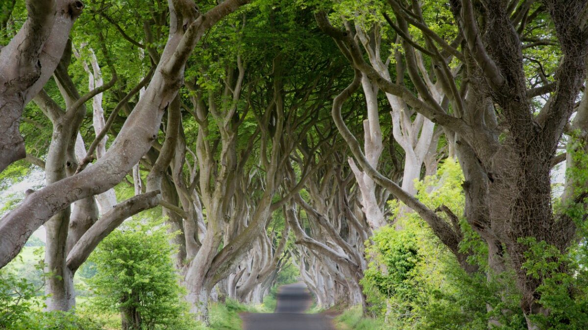 fairy-trees caminho de árvores no norte da Irlanda