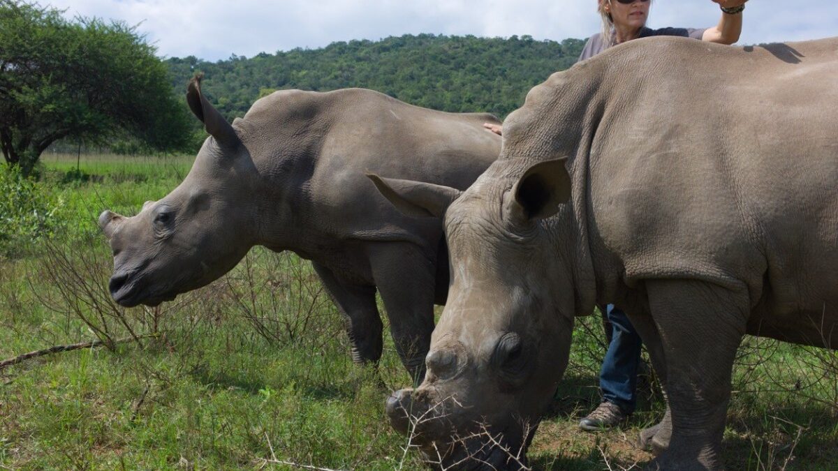 africa-contato-rinocerontes