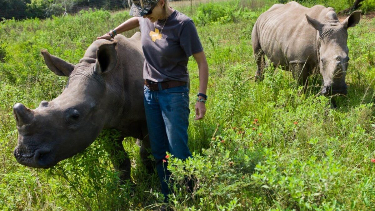contato-com-rinocerontes-na-africa