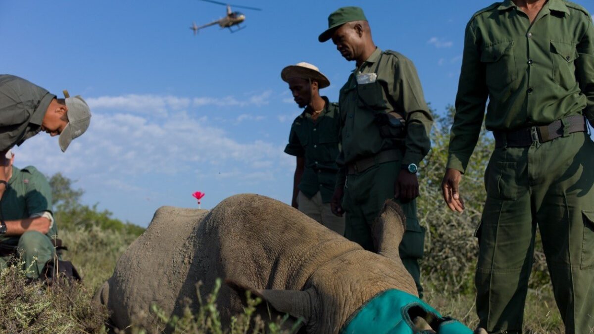 rinoceronte-na-africa-foto-erico-hiller