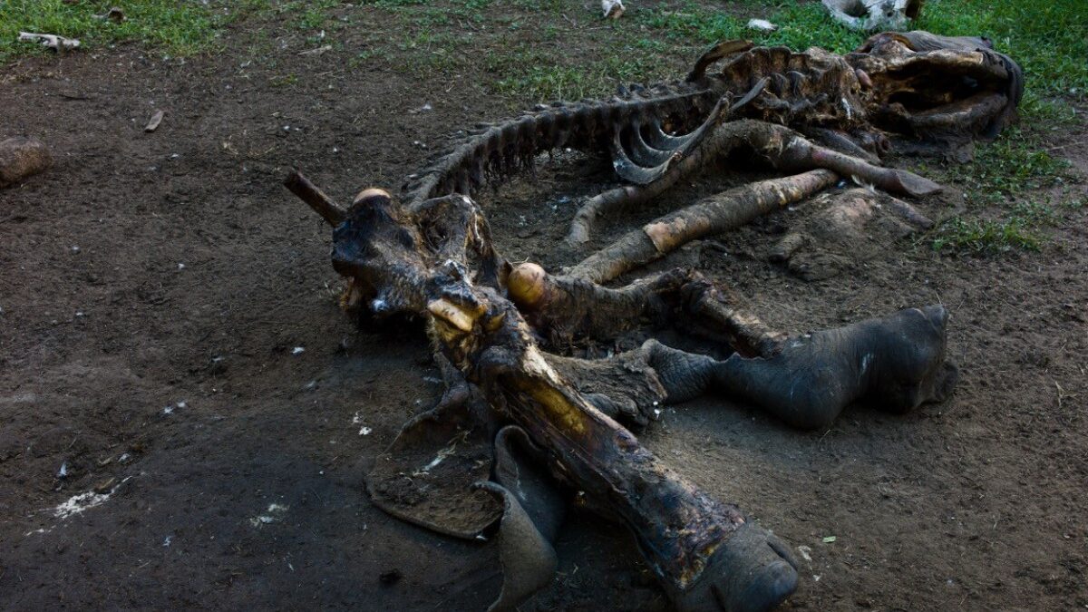 rinocerontes-extincao