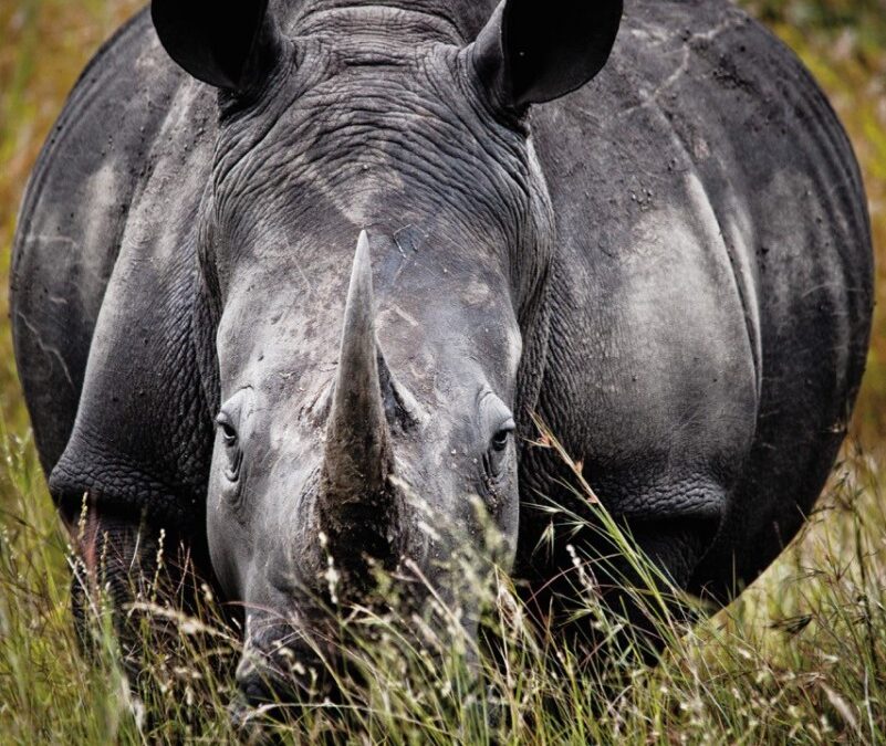zimbabue-e-africa-do-sul-fotografia-rinoceronte