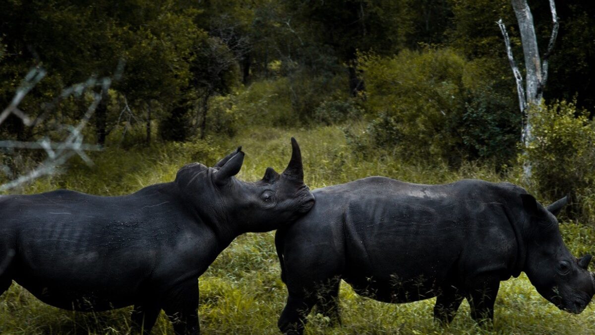 zimbabue-e-africa-do-sul-projeto-rinocerontes
