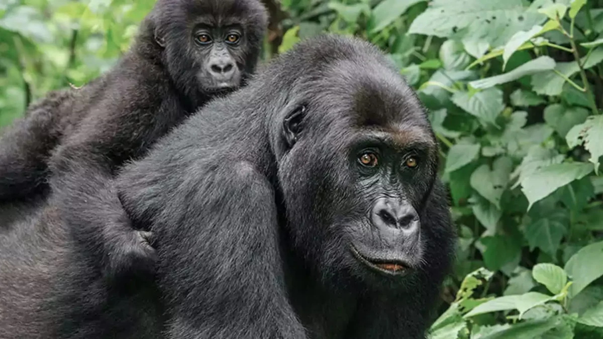 clima-da-africa-gorilas-da-ruanda