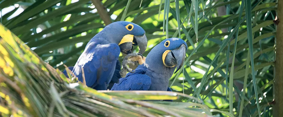 arara-pantanal
