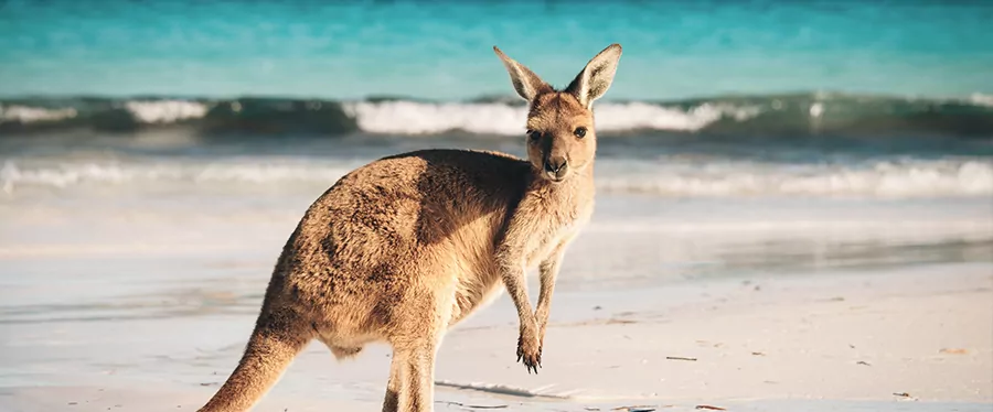 canguru-australia