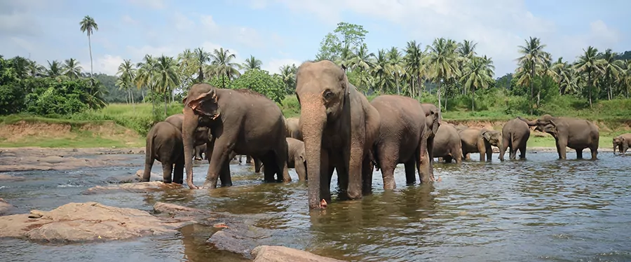 elefantes-sri-lanka