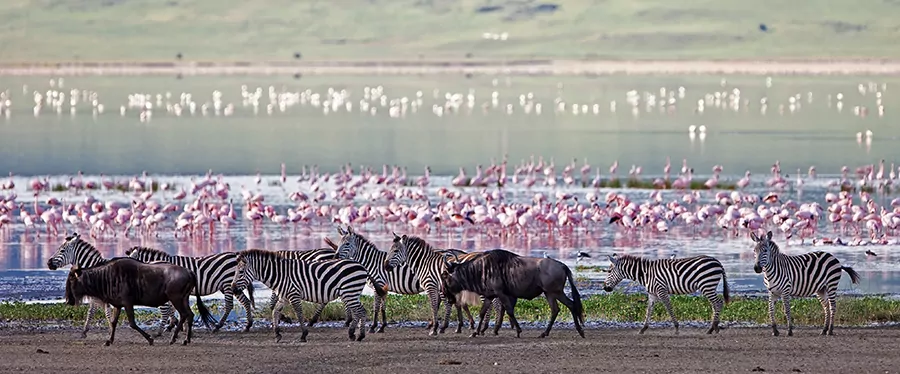 tanzania-grande-migracao