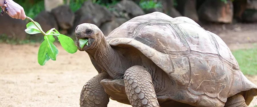 tartaruga-galápagos