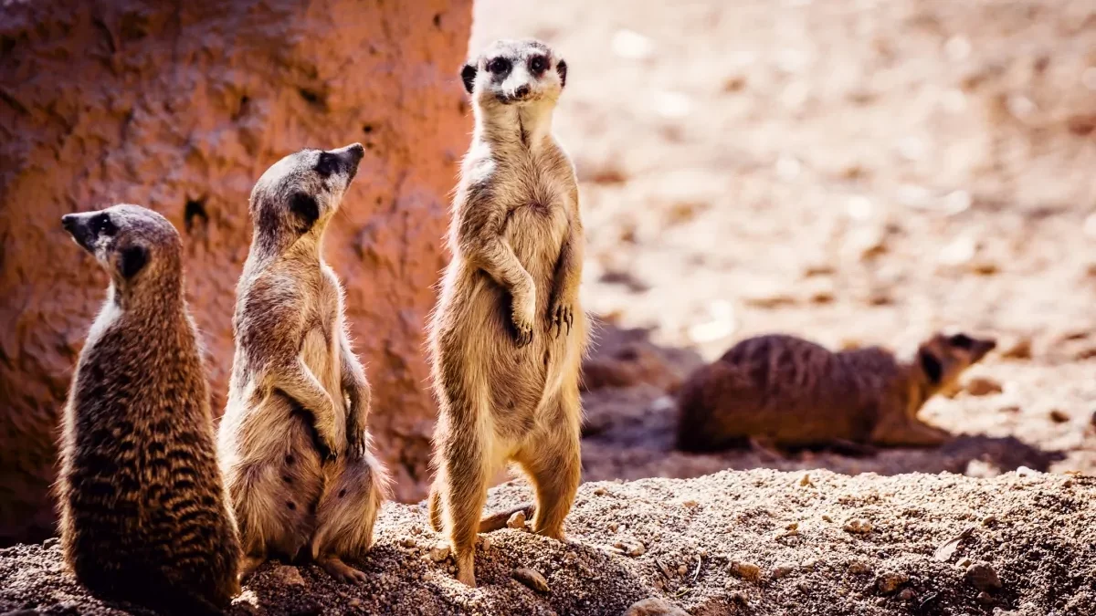 lugares-para-conhecer-africa-do-sul
