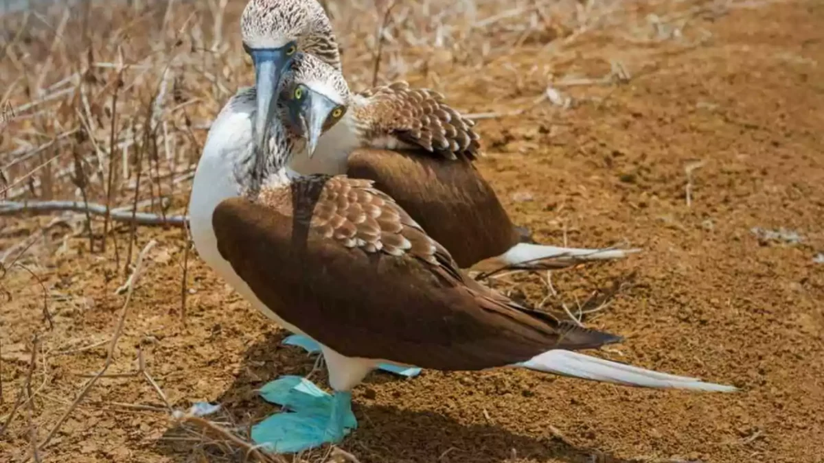 viagem-com-crianca-para-galapos-aves-exoticas