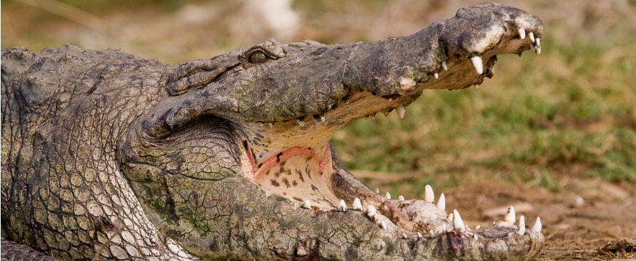 crocodilo-etiopia