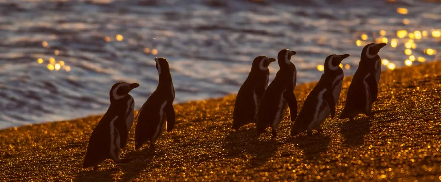 quando-visitar-a-patagonia-chilena-e-argentina-pinguins-de-magalhaes