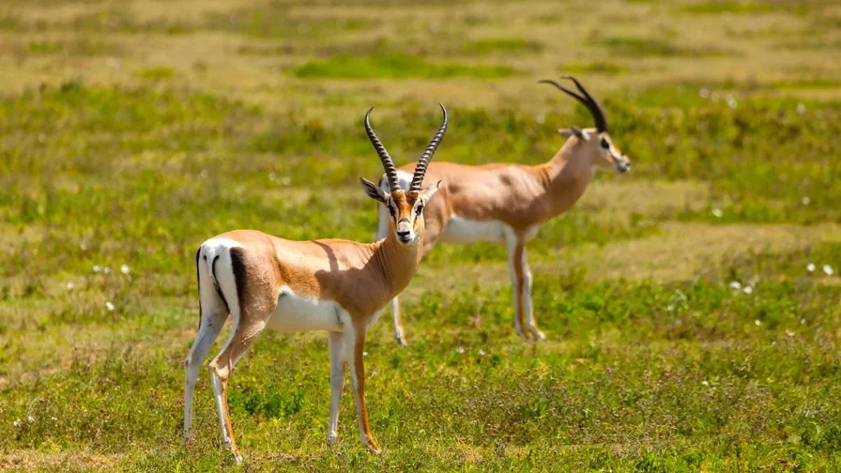 antilopes-africa