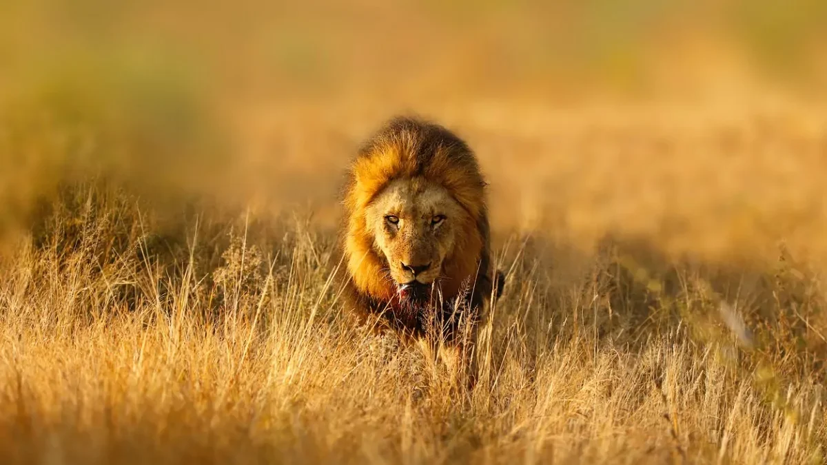 big-five-kruger-africa