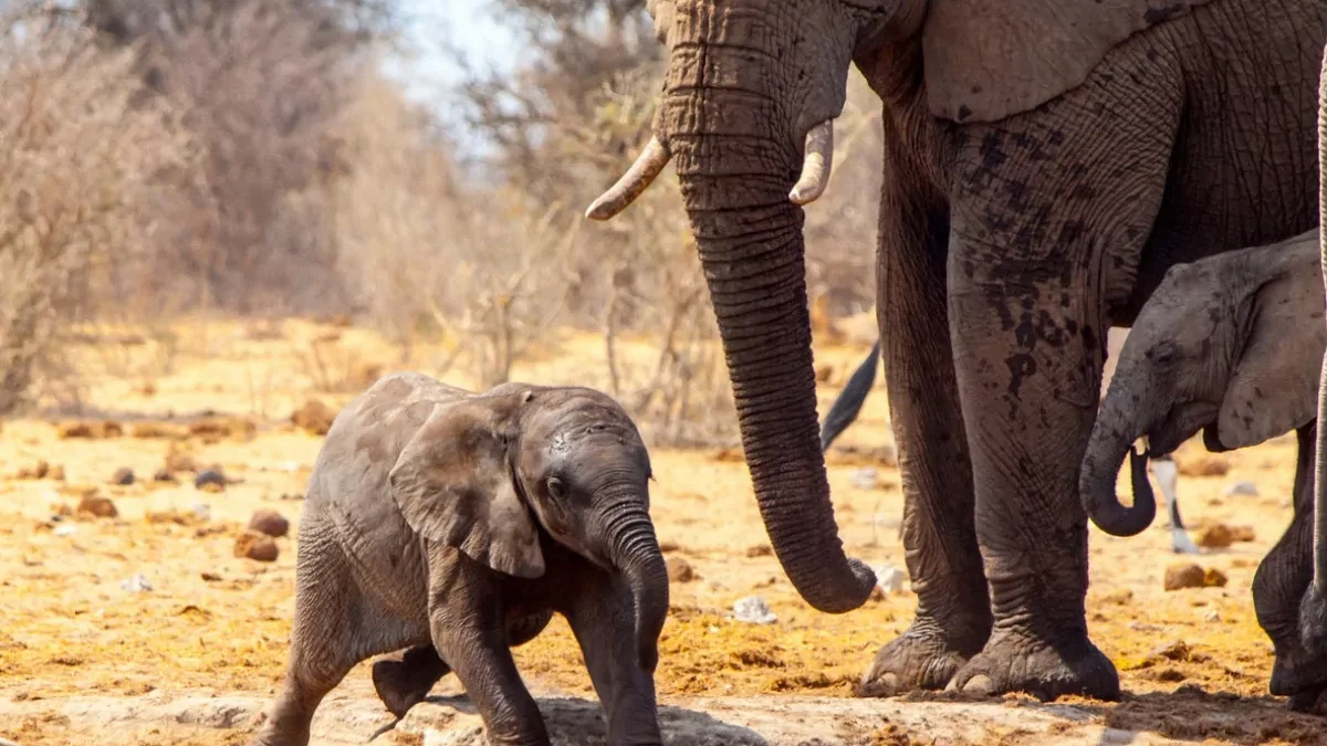 elefantes-safari-africa