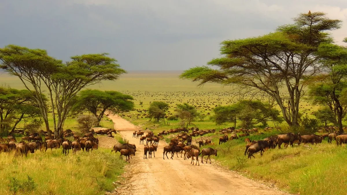 serengueti-migracao-gnus