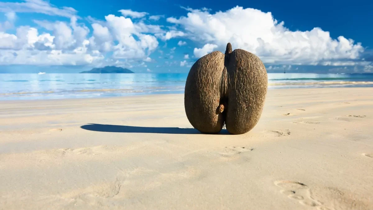 seychelles-coco-de-mer