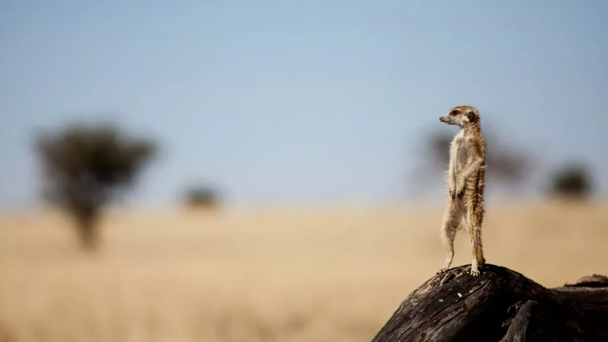 suricato-africa