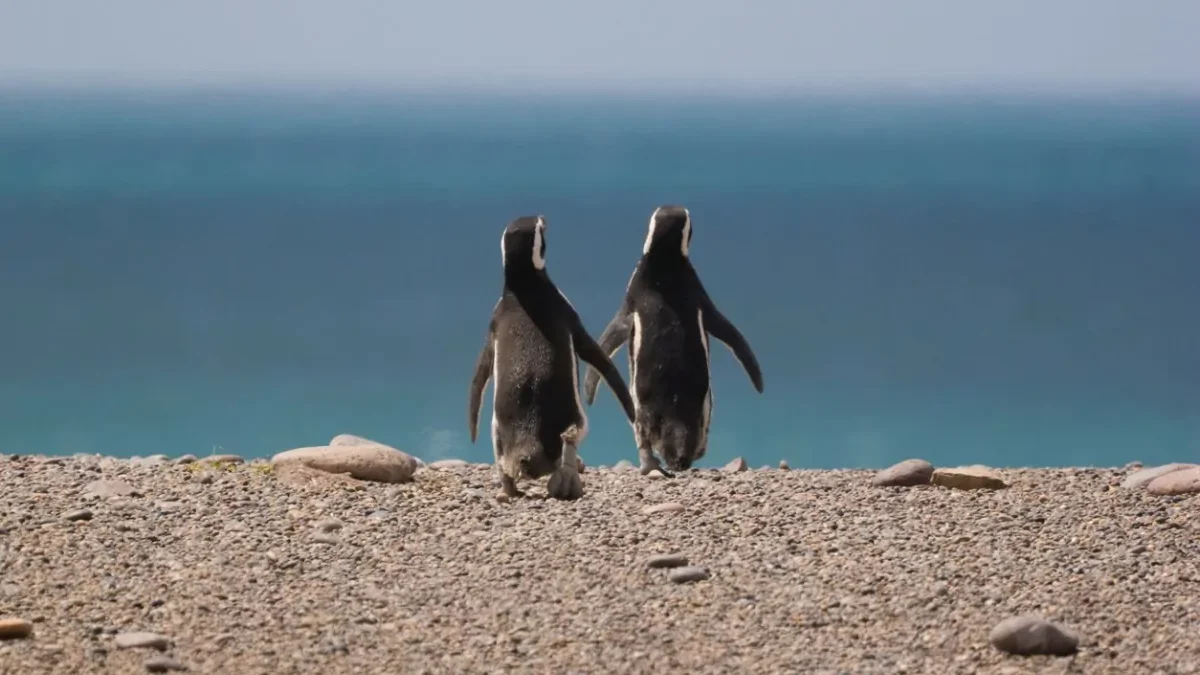 pensinsula-de-valdes-pinguins