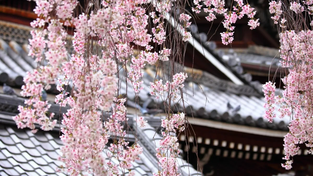 asia-melhor-epoca-japao-na-primavera