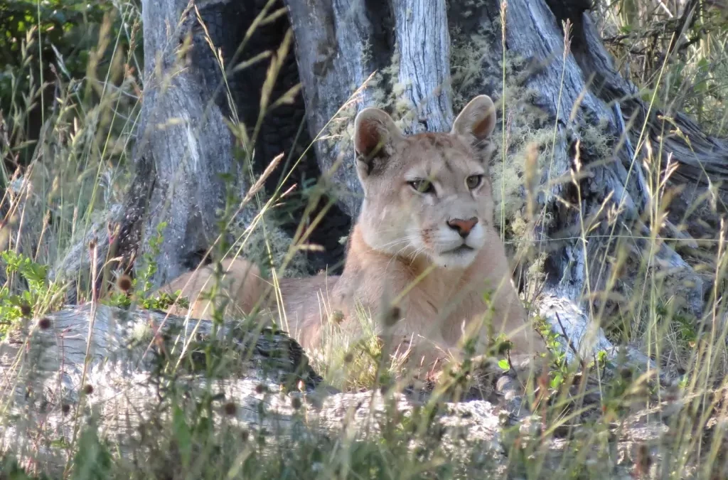 puma-patagonia