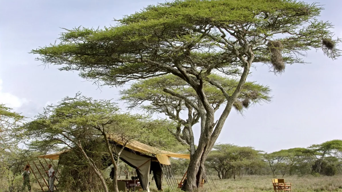 serengeti-under-canvas
