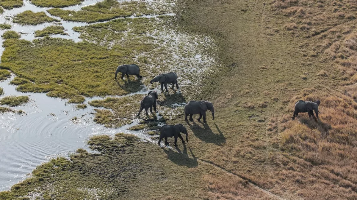 okavango