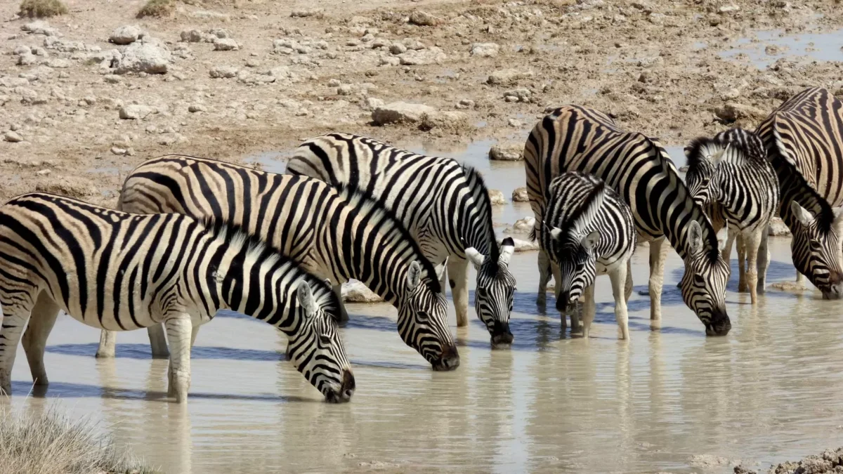 bruna-namibia-zebras