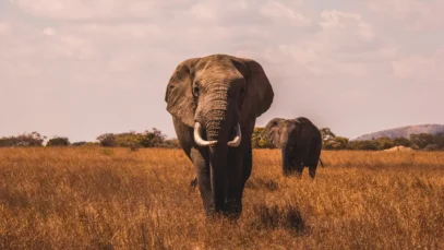 Elefante ilustra guia de como planejar safári.