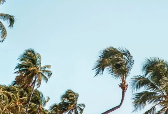 Coqueiros à frente e céu azul ao fundo na praia do Patacho.