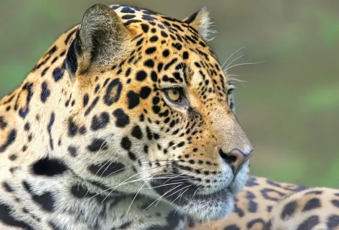 Onça no Pantanal, um safári fora da África.