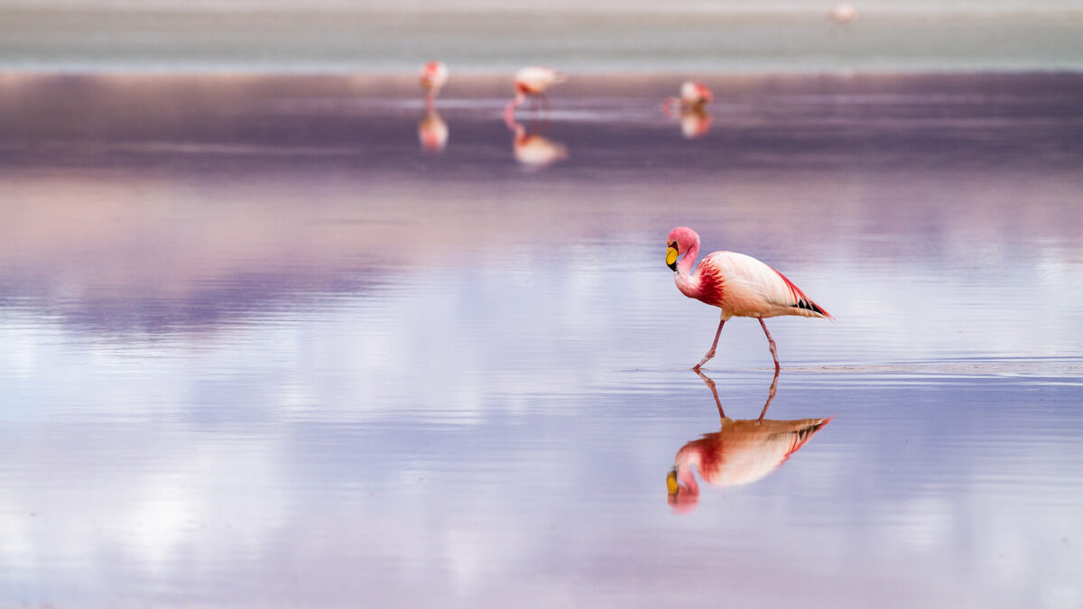Flamingos. Roteiro pelo Salar de Uyuni.