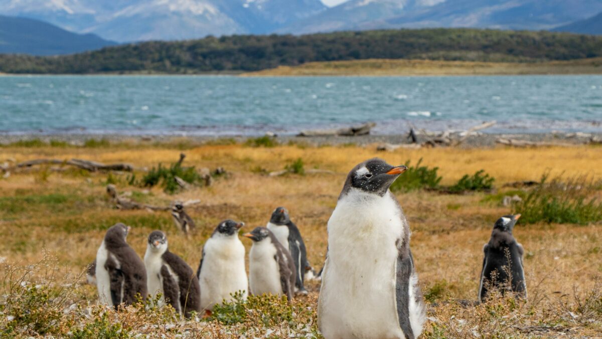 ushuaia Pinguins em Ushuaia, na Patagônia