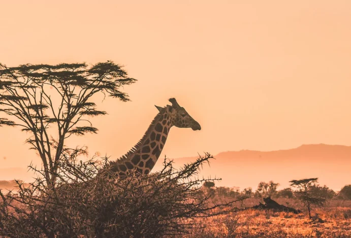 Safári pela África