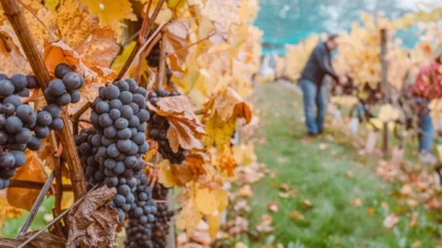 Destinos de vinícolas pelo mundo