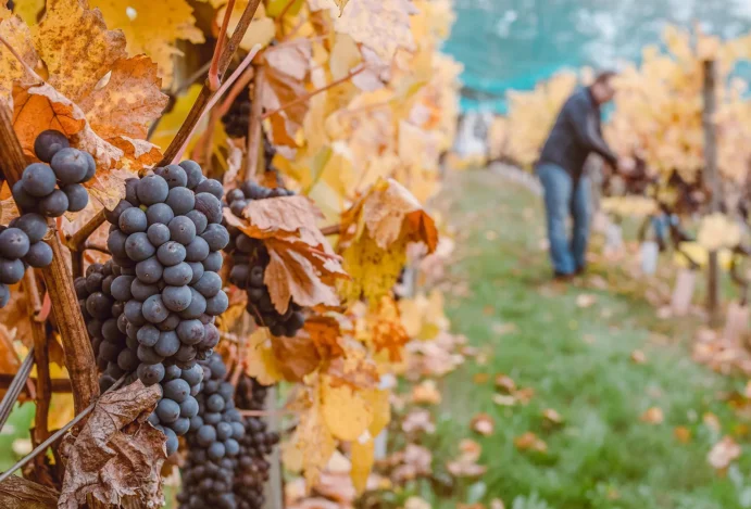 Destinos de vinícolas pelo mundo