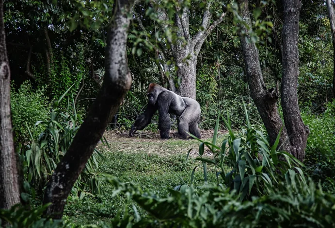 gorilas ruanda e uganda