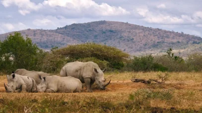 Safári na África, rinocerontes