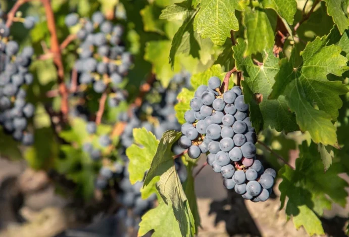 Reyneke Wines: onde filosofia, natureza e vinhos biodinâmicos celebram a África do Sul